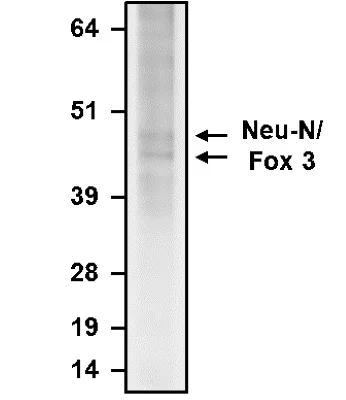 Western blot - Anti-RBFOX3 antibody (AB325715)