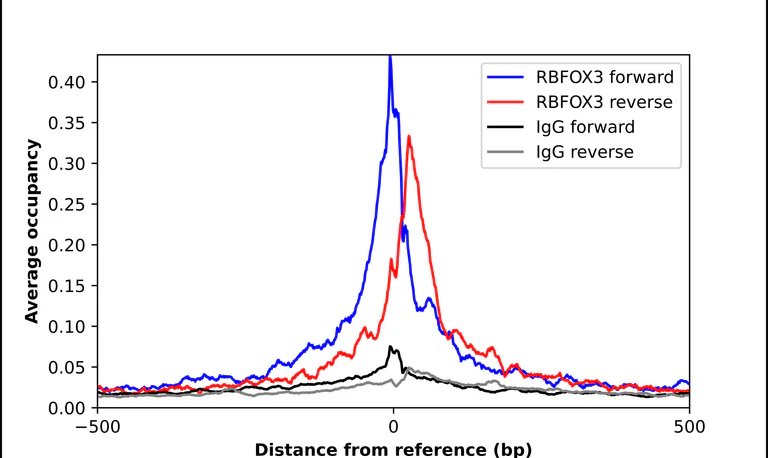 ChIP - Anti-RBFOX3 Antibody (AB327220)