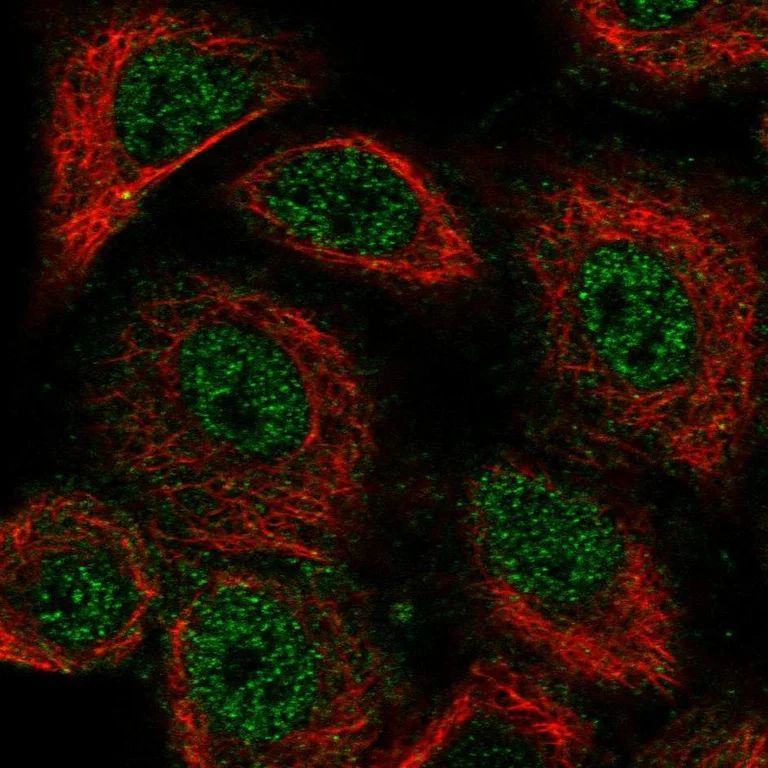 Immunocytochemistry/ Immunofluorescence - Anti-RBFOX3 Antibody (AB327220)