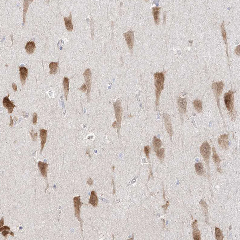 Immunohistochemistry (Formalin/PFA-fixed paraffin-embedded sections) - Anti-RBFOX3 Antibody (AB327220)