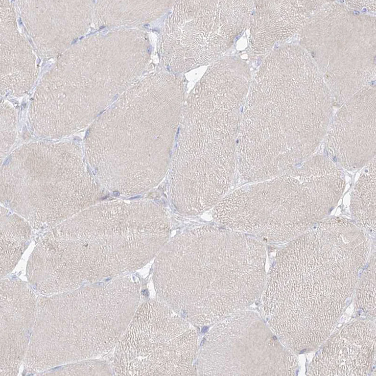 Immunohistochemistry (Formalin/PFA-fixed paraffin-embedded sections) - Anti-RBFOX3 Antibody (AB327220)