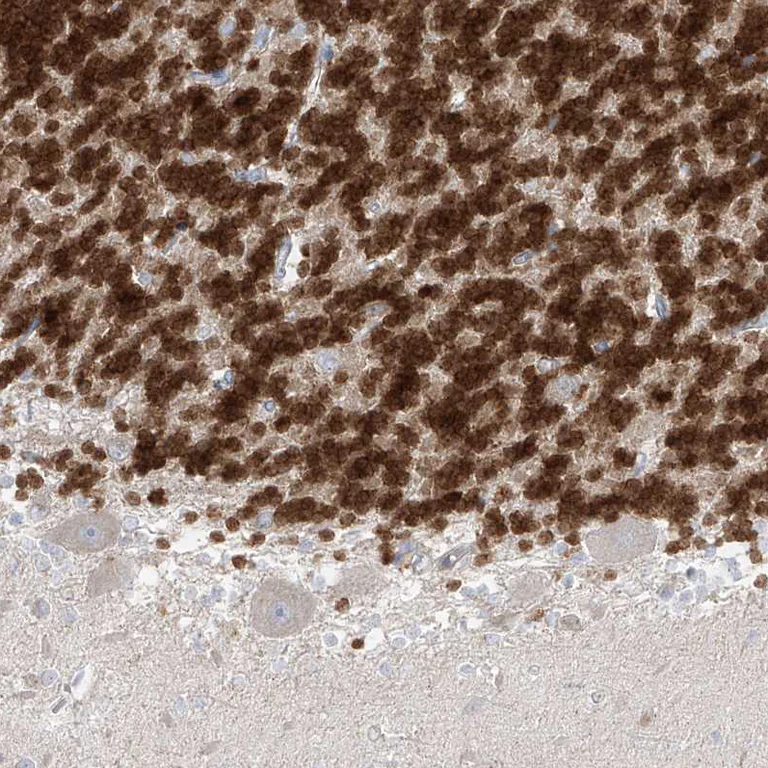 Immunohistochemistry (Formalin/PFA-fixed paraffin-embedded sections) - Anti-RBFOX3 Antibody (AB327220)
