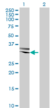 Western blot - Anti-RBM11 antibody (AB69358)