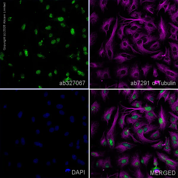 Immunocytochemistry/ Immunofluorescence - Anti-RBM14 antibody [EPR29101-9] (AB327067)