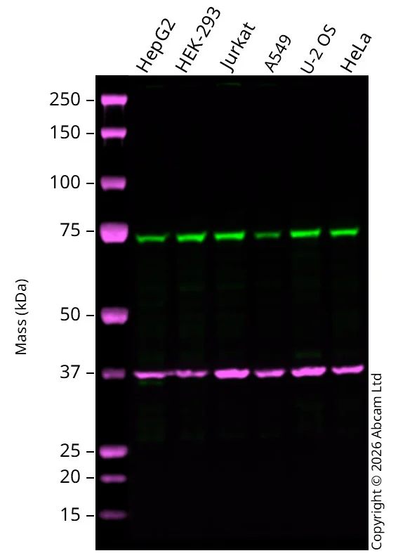 Western blot - Anti-RBM14 antibody [EPR29101-9] (AB327067)
