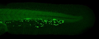 IHC - Wholemount - Anti-RBM14 antibody - N-terminal (AB228692)