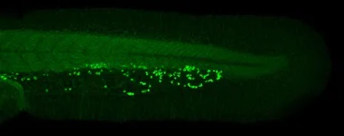 IHC - Wholemount - Anti-RBM14 antibody - N-terminal (AB228692)