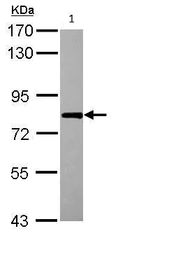 Western blot - Anti-RBM14 antibody - N-terminal (AB228692)