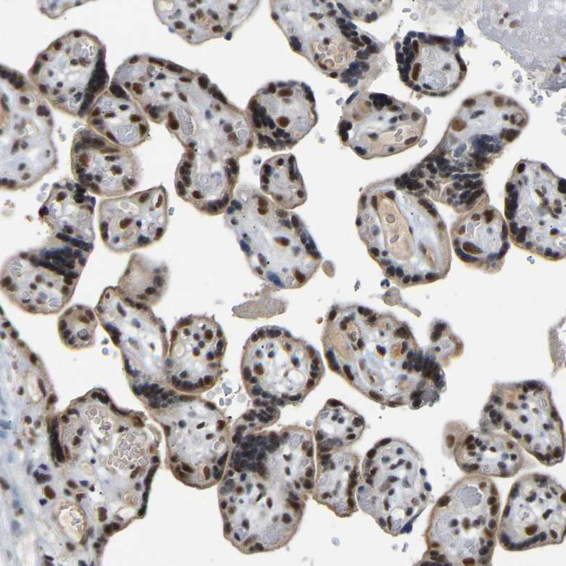 Immunohistochemistry (Formalin/PFA-fixed paraffin-embedded sections) - Anti-Rbm15/OTT antibody (AB244374), expandable thumbnail