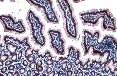 Immunohistochemistry (Formalin/PFA-fixed paraffin-embedded sections) - Anti-Rbm15/OTT antibody (AB96544)