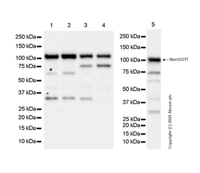 Western blot - Anti-Rbm15/OTT antibody [EPR28158-87] - BSA and Azide free (AB315457), expandable thumbnail