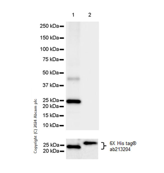 Western blot - Anti-Rbm15/OTT antibody [EPR28158-87] - BSA and Azide free (AB315457), expandable thumbnail
