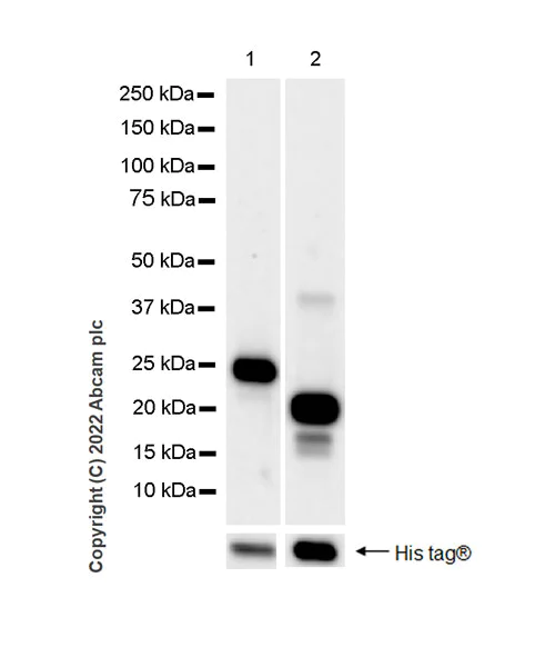 Western blot - Anti-Rbm15/OTT + RBM15B antibody [EPR25177-138] (AB300347)