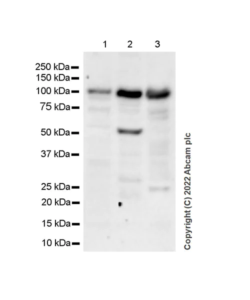 Western blot - Anti-Rbm15/OTT + RBM15B antibody [EPR25177-138] (AB300347)