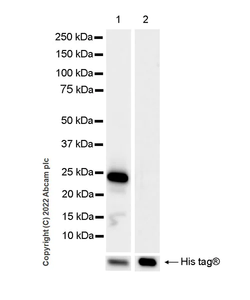 Western blot - Anti-RBM15B antibody [EPR25177-134] (BSA and Azide free) (AB300468)
