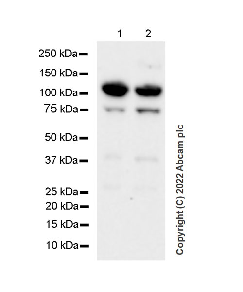 Western blot - Anti-RBM15B antibody [EPR25177-134] (BSA and Azide free) (AB300468), expandable thumbnail