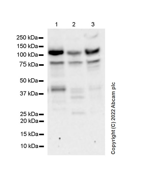 Western blot - Anti-RBM15B antibody [EPR25177-134] (BSA and Azide free) (AB300468), expandable thumbnail