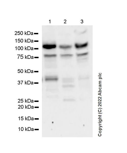 Western blot - Anti-RBM15B antibody [EPR25177-134] (BSA and Azide free) (AB300468)