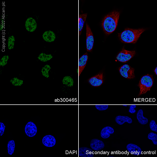 Immunocytochemistry/ Immunofluorescence - Anti-RBM15B antibody [EPR25177-158] (BSA and Azide free) (AB300466), expandable thumbnail