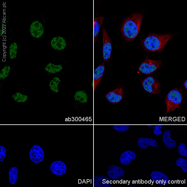 Immunocytochemistry/ Immunofluorescence - Anti-RBM15B antibody [EPR25177-158] (BSA and Azide free) (AB300466)