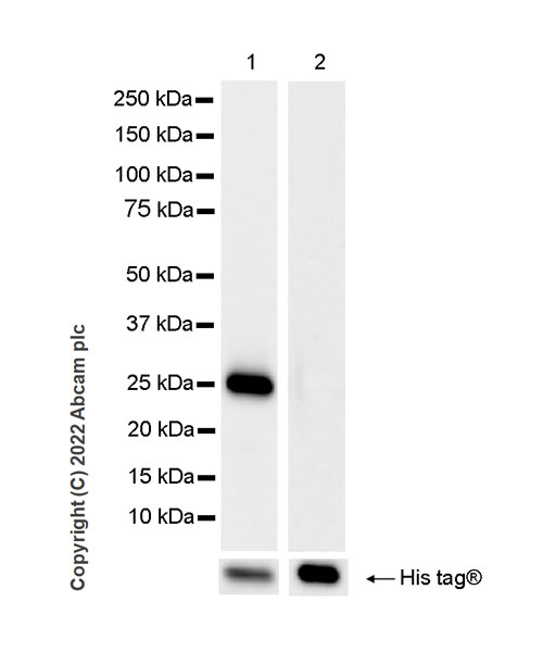 Western blot - Anti-RBM15B antibody [EPR25177-158] (BSA and Azide free) (AB300466), expandable thumbnail