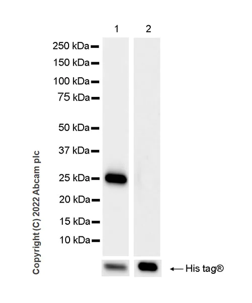 Western blot - Anti-RBM15B antibody [EPR25177-158] (BSA and Azide free) (AB300466)