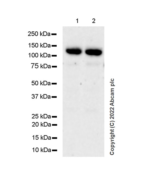 Western blot - Anti-RBM15B antibody [EPR25177-158] (BSA and Azide free) (AB300466), expandable thumbnail