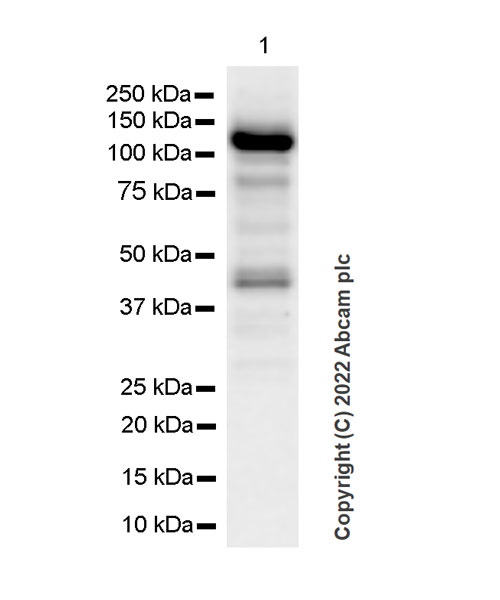 Western blot - Anti-RBM15B antibody [EPR25177-158] (BSA and Azide free) (AB300466), expandable thumbnail