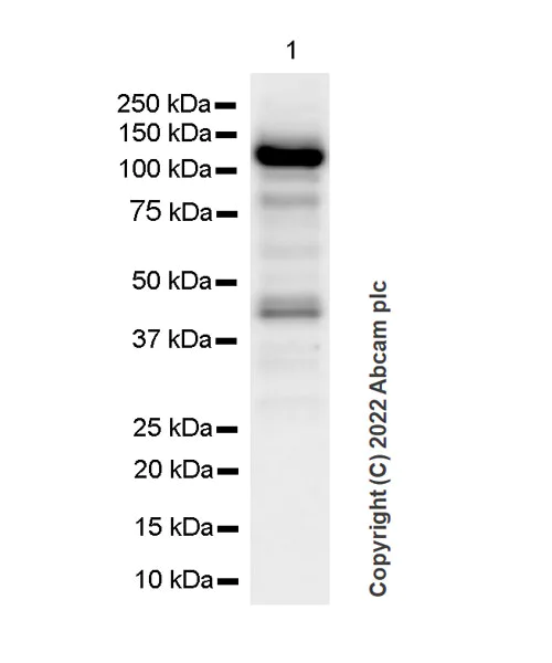 Western blot - Anti-RBM15B antibody [EPR25177-158] (BSA and Azide free) (AB300466)