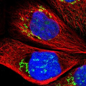 Immunocytochemistry/ Immunofluorescence - Anti-RBM28 antibody (AB150800)