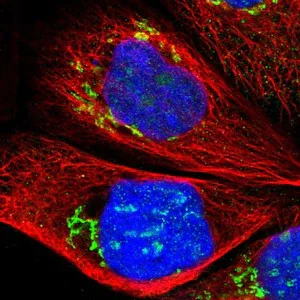 Immunocytochemistry/ Immunofluorescence - Anti-RBM28 antibody (AB150800)