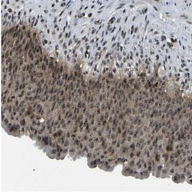 Immunohistochemistry (Formalin/PFA-fixed paraffin-embedded sections) - Anti-RBM28 antibody (AB150800)