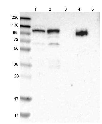 Western blot - Anti-RBM28 antibody (AB150800)