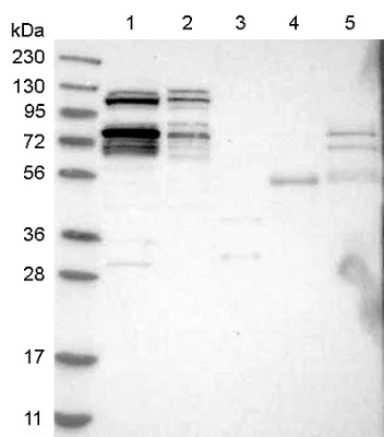 Western blot - Anti-RBM28 antibody (AB150822)