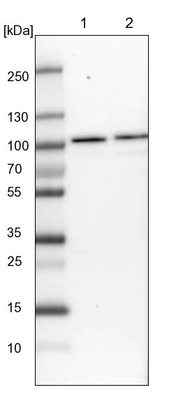 Western blot - Anti-RBM28 antibody (AB150822)