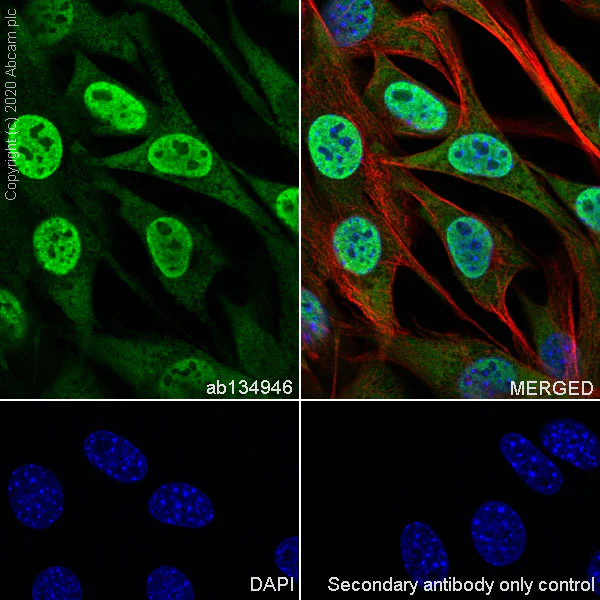 Immunocytochemistry/ Immunofluorescence - Anti-RBM3 antibody [EPR6061(2)] - BSA and Azide free (AB240089)