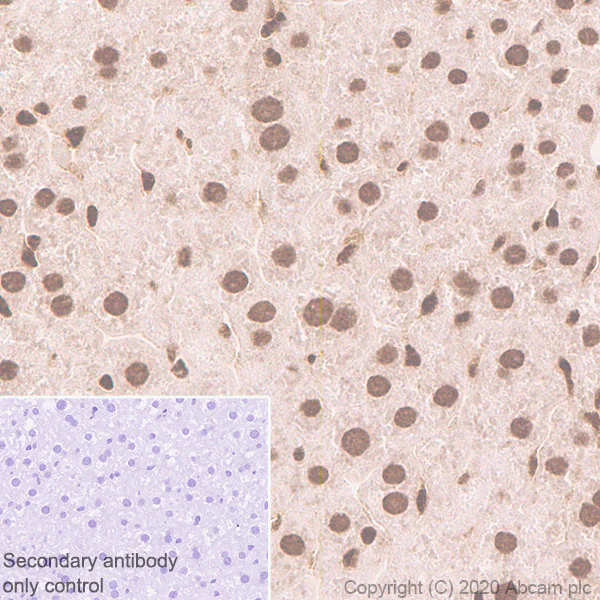 Immunohistochemistry (Formalin/PFA-fixed paraffin-embedded sections) - Anti-RBM3 antibody [EPR6061(2)] - BSA and Azide free (AB240089)