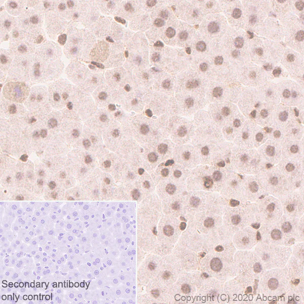 Immunohistochemistry (Formalin/PFA-fixed paraffin-embedded sections) - Anti-RBM3 antibody [EPR6061(2)] - BSA and Azide free (AB240089)