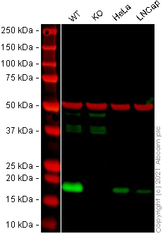 Western blot - Anti-RBM3 antibody [EPR6061(2)] - BSA and Azide free (AB240089)