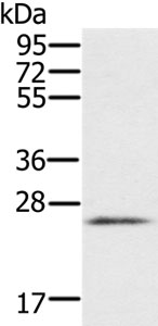 Western blot - Anti-RBM38 antibody - C-terminal (AB200403), expandable thumbnail