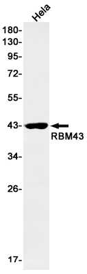 Western blot - Anti-RBM43 Antibody [S03-6I5] (AB317415)