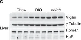 Western blot - Anti-RBM47 antibody [EPR9658] (AB167164)