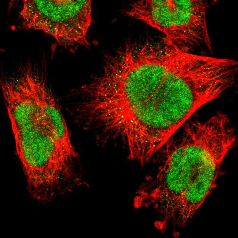 Immunocytochemistry/ Immunofluorescence - Anti-RBM7 antibody (AB262917), expandable thumbnail