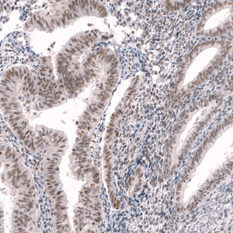 Immunohistochemistry (Formalin/PFA-fixed paraffin-embedded sections) - Anti-RBM7 antibody (AB262917), expandable thumbnail