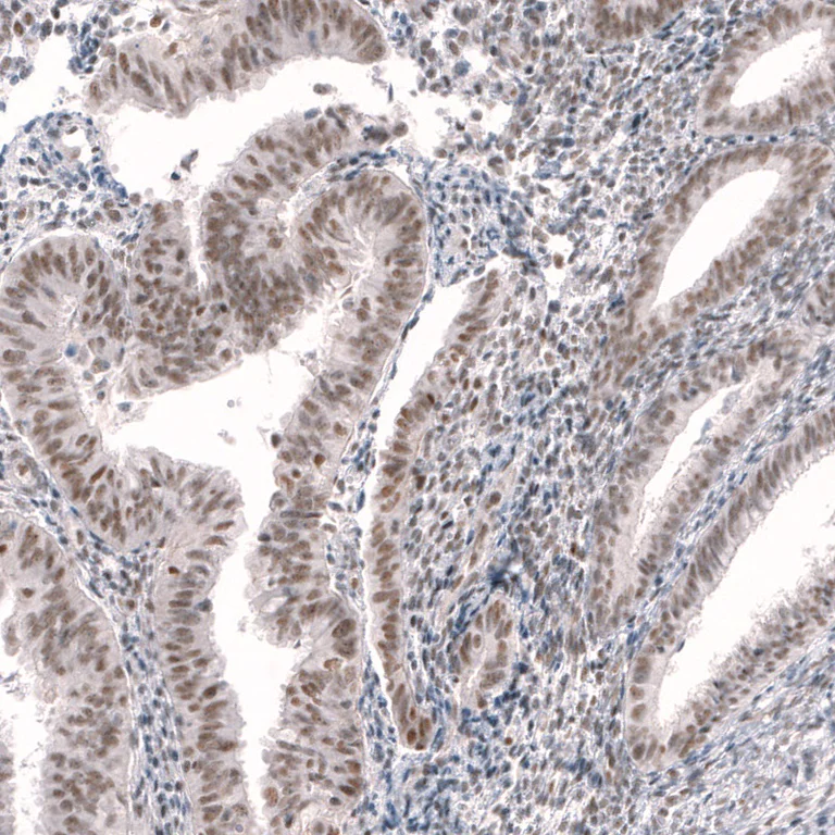 Immunohistochemistry (Formalin/PFA-fixed paraffin-embedded sections) - Anti-RBM7 antibody (AB262917)