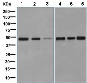 Western blot - Anti-RBMS1 antibody [EPR9825(B)] (AB150353)