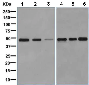 Western blot - Anti-RBMS1 antibody [EPR9825(B)] - BSA and Azide free (AB248936)
