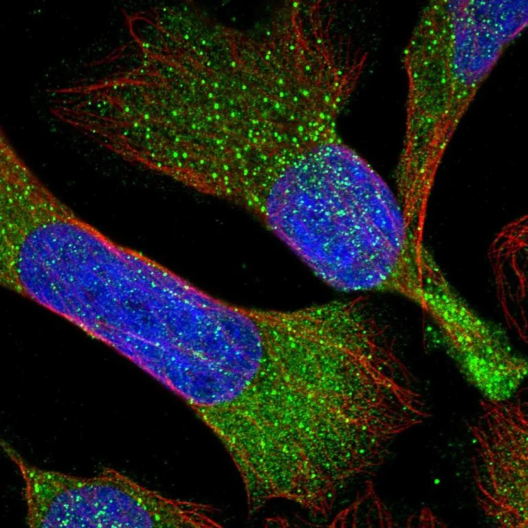 Immunocytochemistry - Anti-RBMS3 antibody (AB272612)