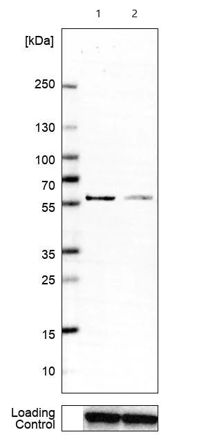 Western blot - Anti-RBMS3 antibody (AB272612)