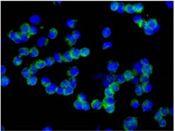 Immunocytochemistry/ Immunofluorescence - Anti-RBMS3+ RBMS1 antibody [EPR12905] - BSA and Azide free (AB250332)